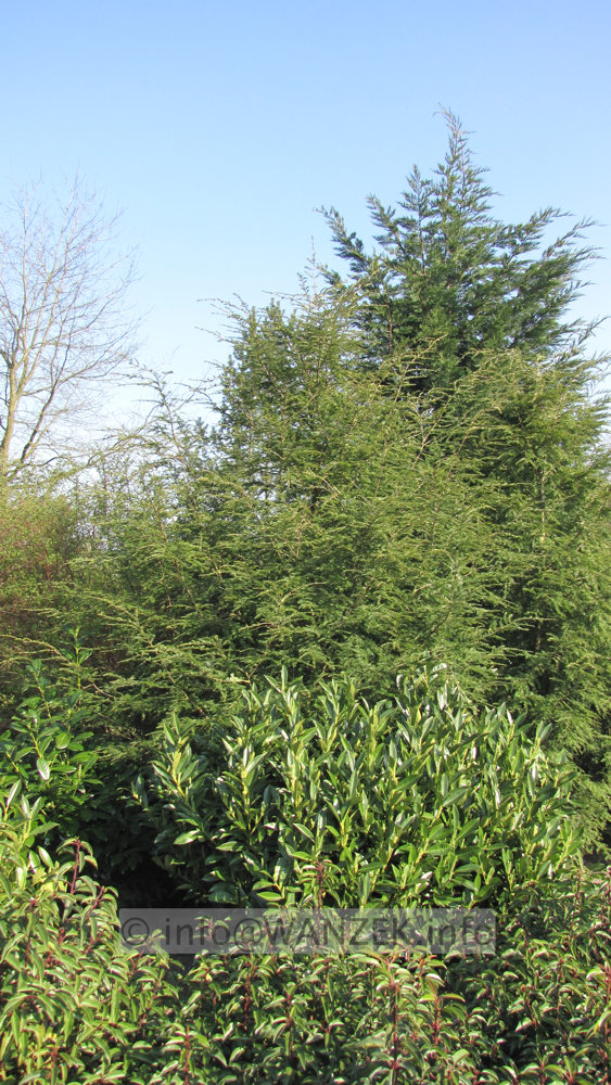 Tsuga canadensis 5m.JPG